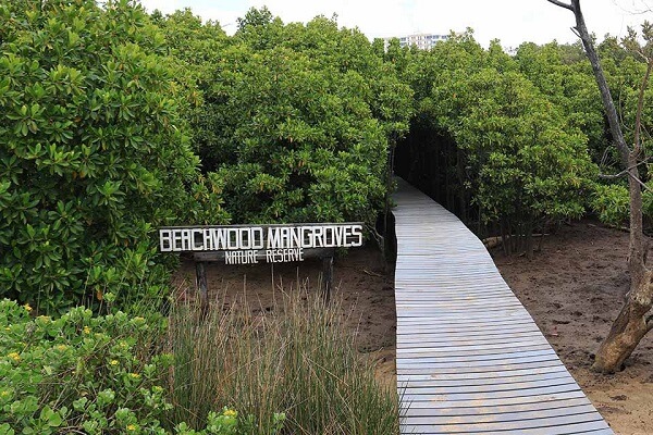 Go for a hike at Beachwood Mangrove Nature Reserve